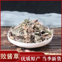 败酱草北败酱草无硫草药败酱草黄花败将北败酱中草药新鲜晒干