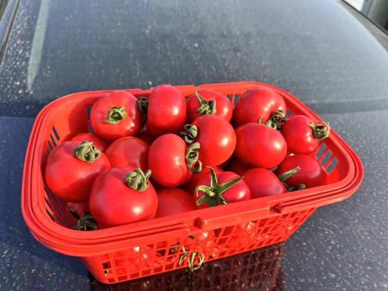 【牛商推荐】精品西红柿果型好硬度好品质保证