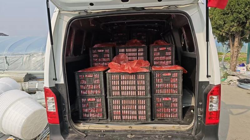 【牛商推荐】精品西红柿果型好硬度好品质保证