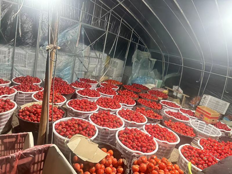 【牛商推荐】精品西红柿果型好硬度好品质保证