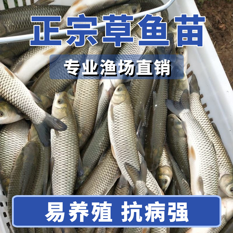 草鱼大规格鱼苗产地直供