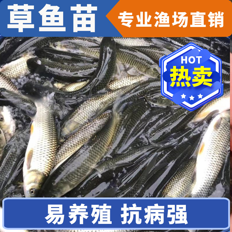 草鱼大规格鱼苗产地直供