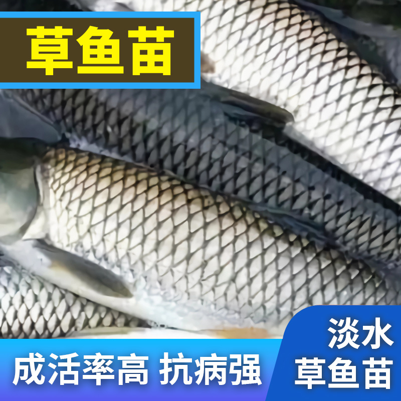 草鱼大规格鱼苗产地直供