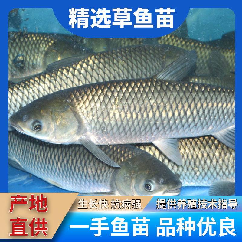 草鱼大规格鱼苗产地直供