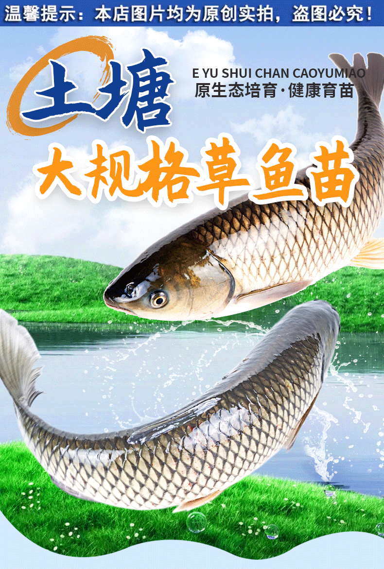 草鱼大规格鱼苗产地直供