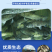 草鱼大规格鱼苗产地直供