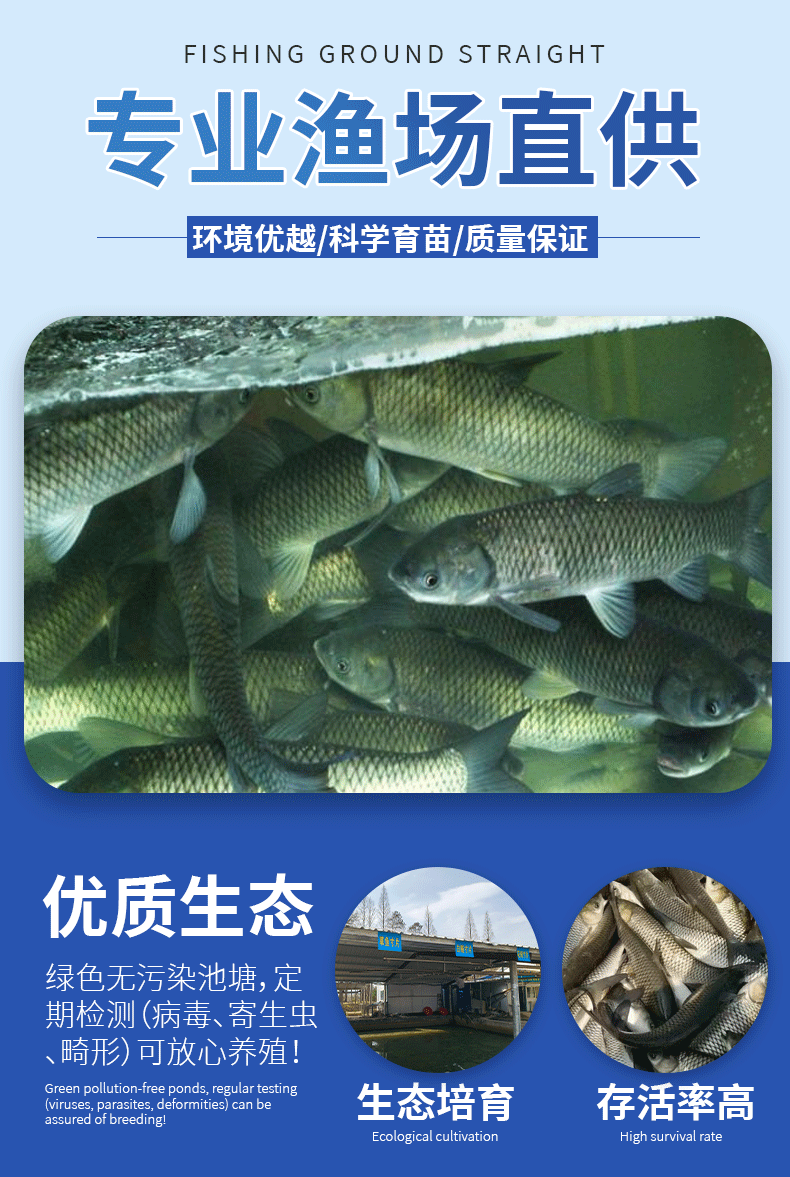 草鱼大规格鱼苗产地直供