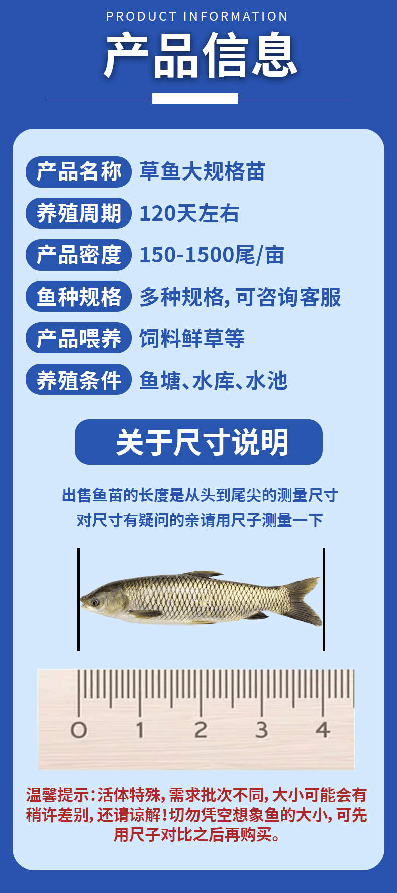 草鱼大规格鱼苗产地直供