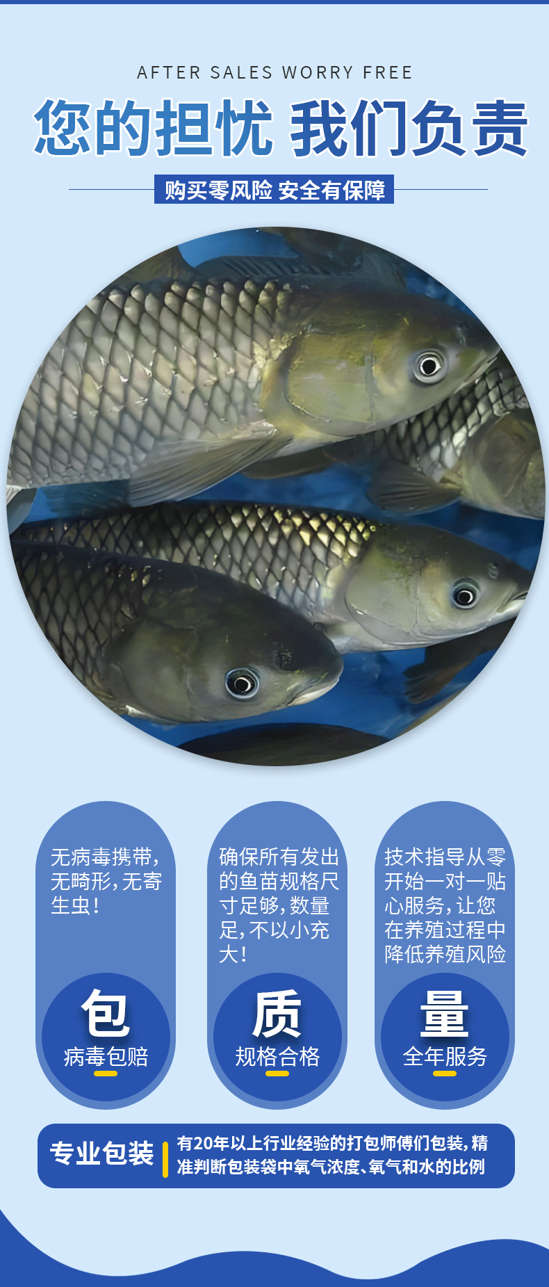 草鱼大规格鱼苗产地直供