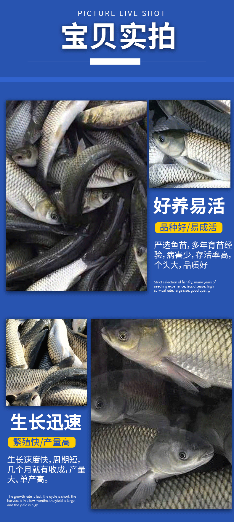 草鱼大规格鱼苗产地直供