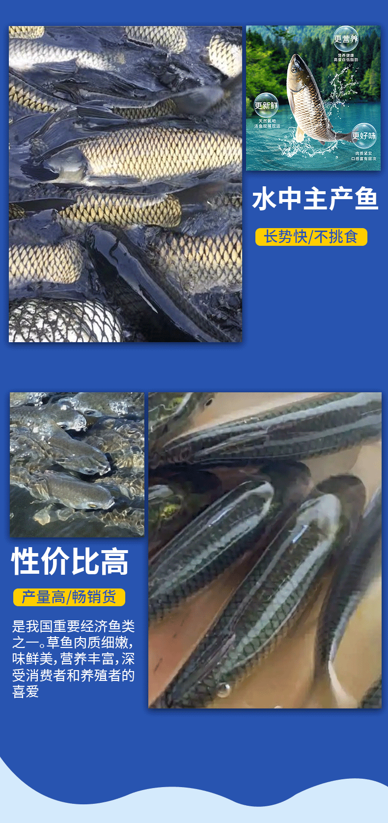 草鱼大规格鱼苗产地直供