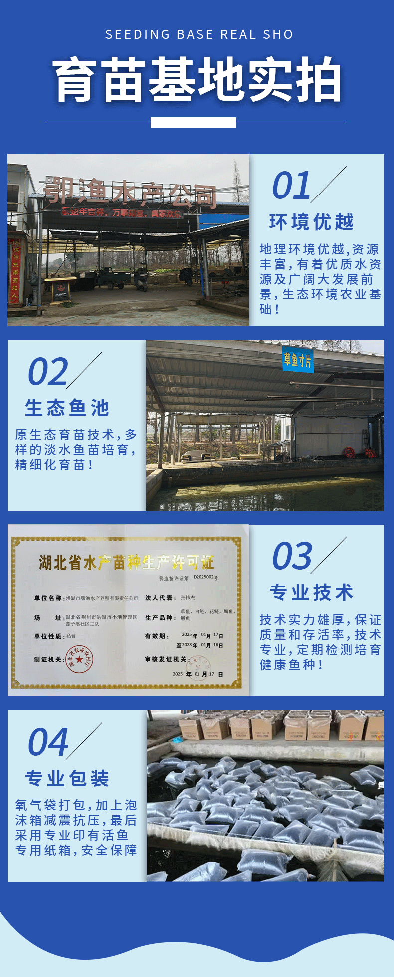 草鱼大规格鱼苗产地直供