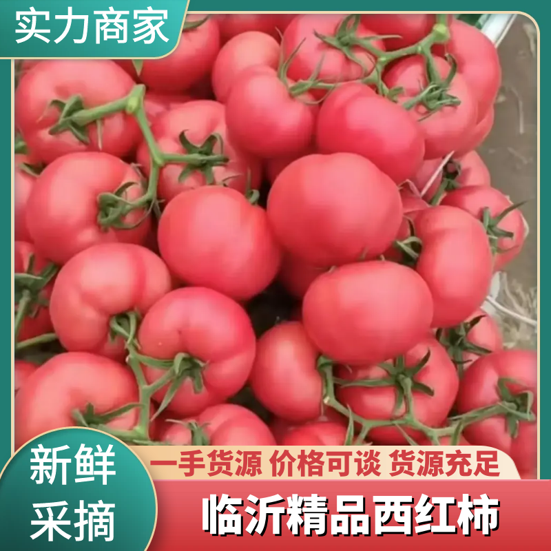【精选】【产地直供】费县硬粉番茄超市市场档口电商一手货源