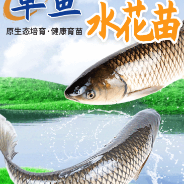 草鱼水花苗养殖基地直供