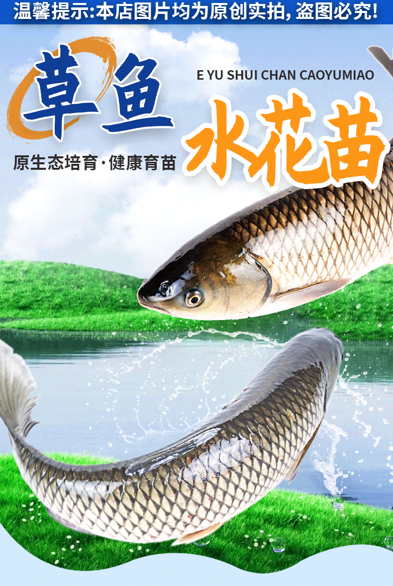 草鱼水花苗养殖基地直供