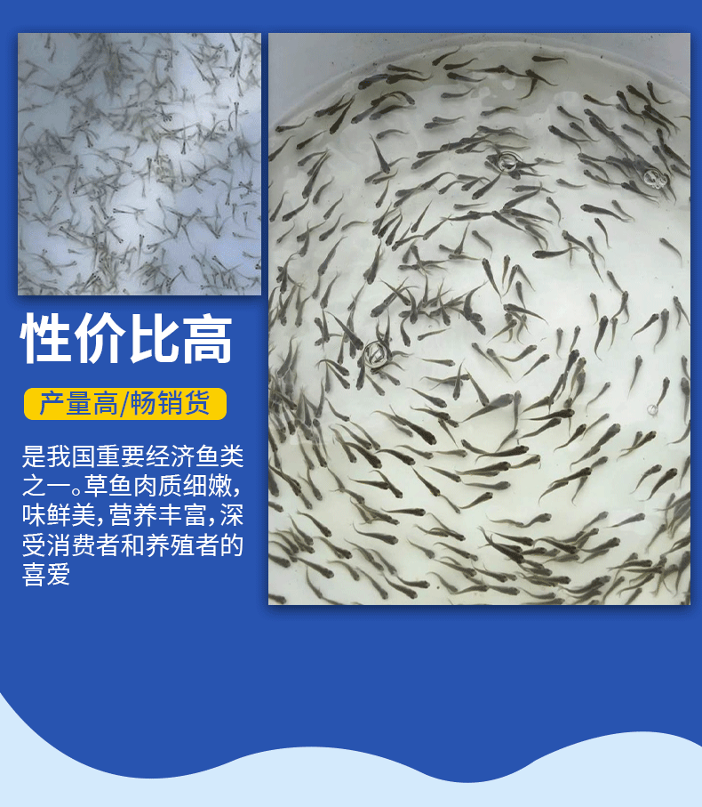 草鱼水花苗养殖基地直供