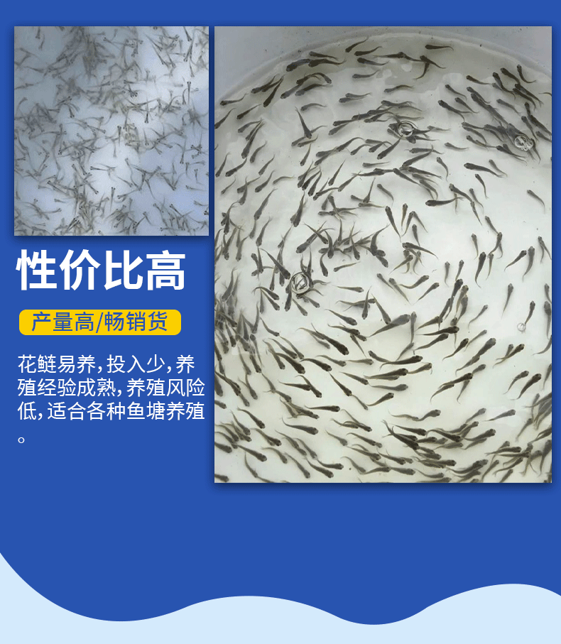 花鲢水花