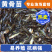 黄骨鱼苗