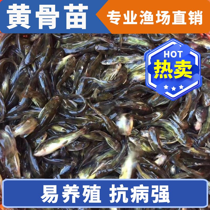 黄骨鱼苗