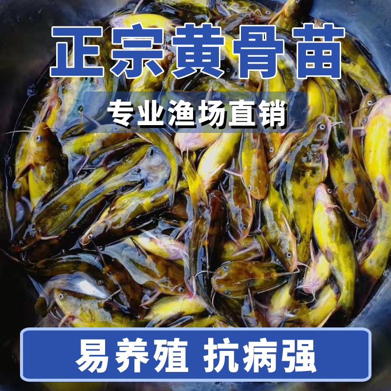 黄骨鱼苗