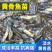黄骨鱼苗