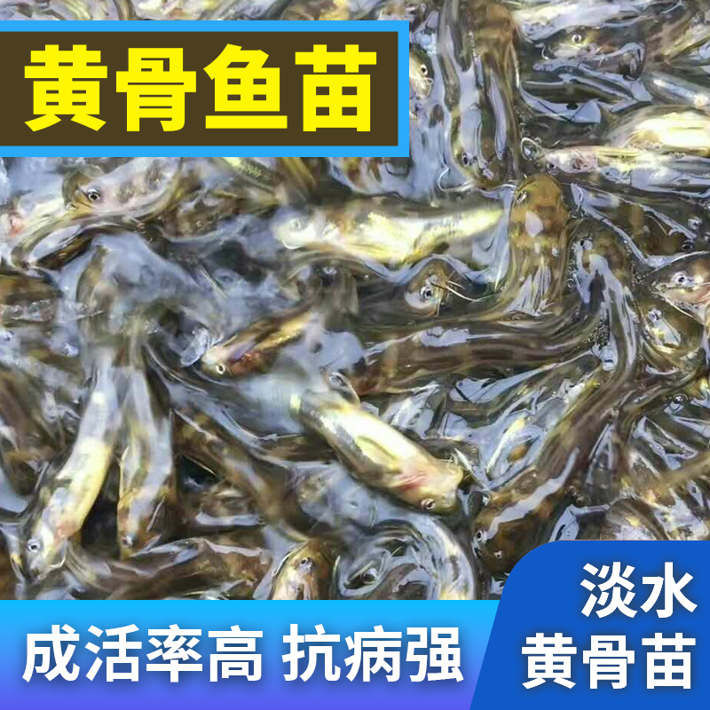 黄骨鱼苗