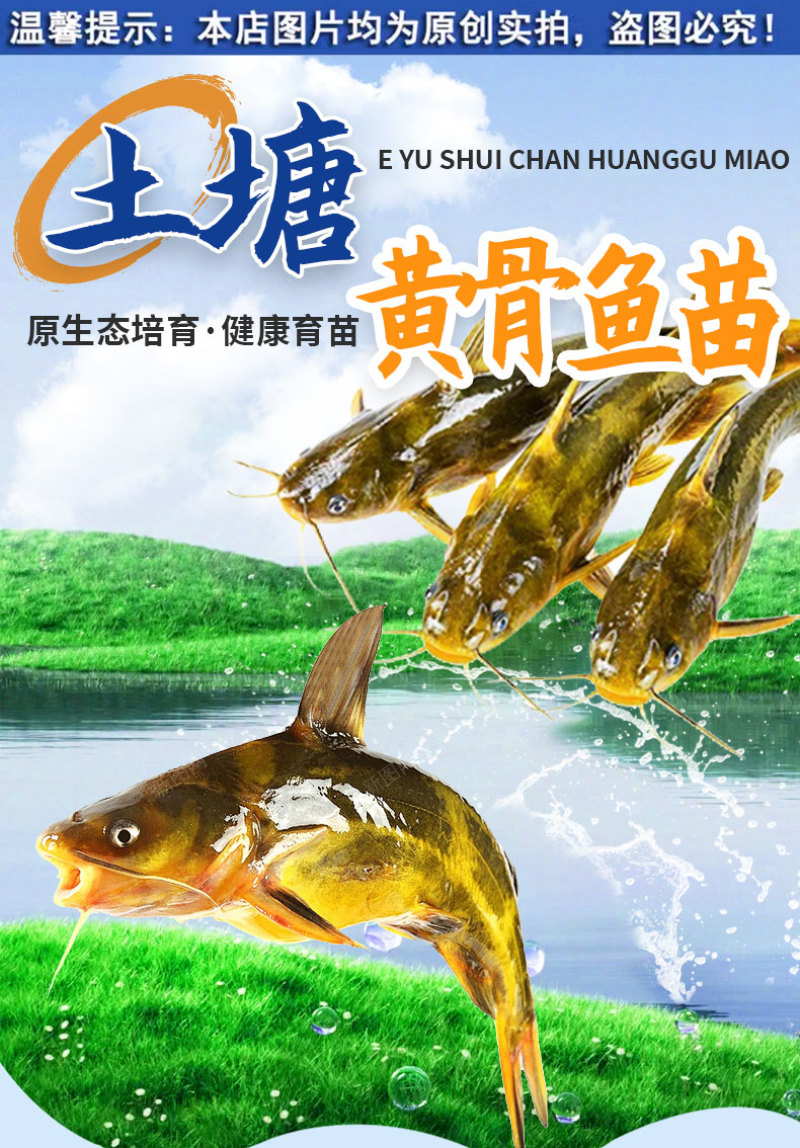 黄骨鱼苗