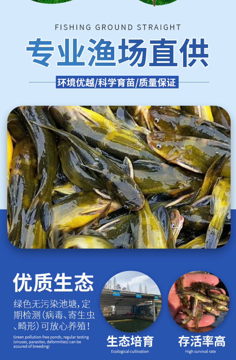 黄骨鱼苗