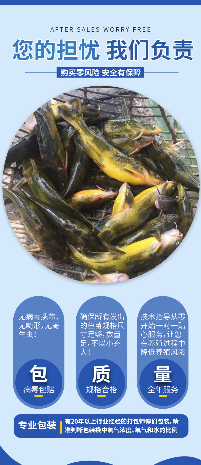 黄骨鱼苗