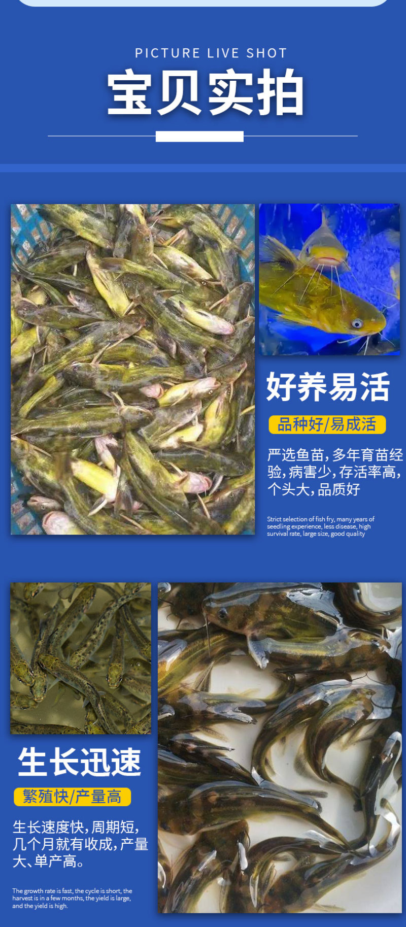 黄骨鱼苗