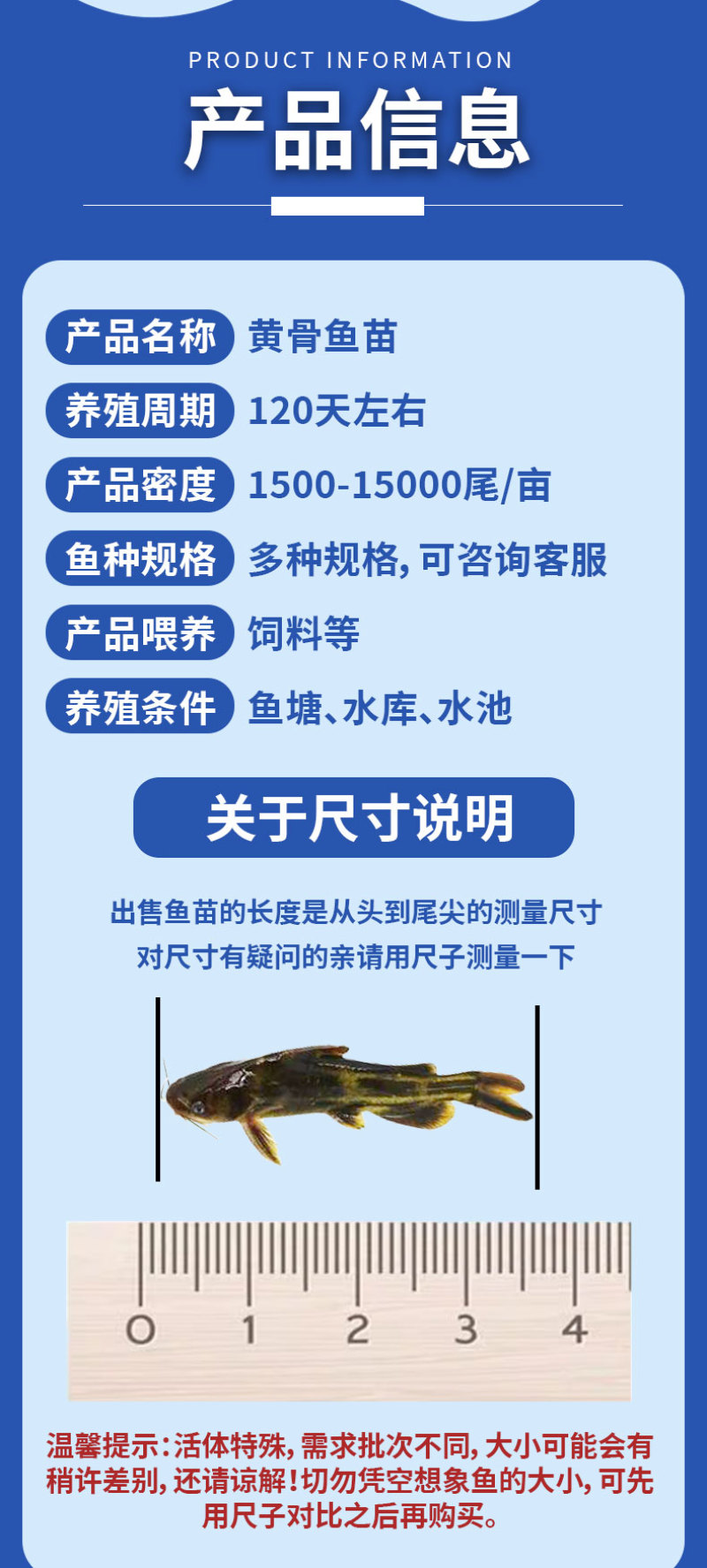 黄骨鱼苗