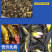 黄骨鱼苗