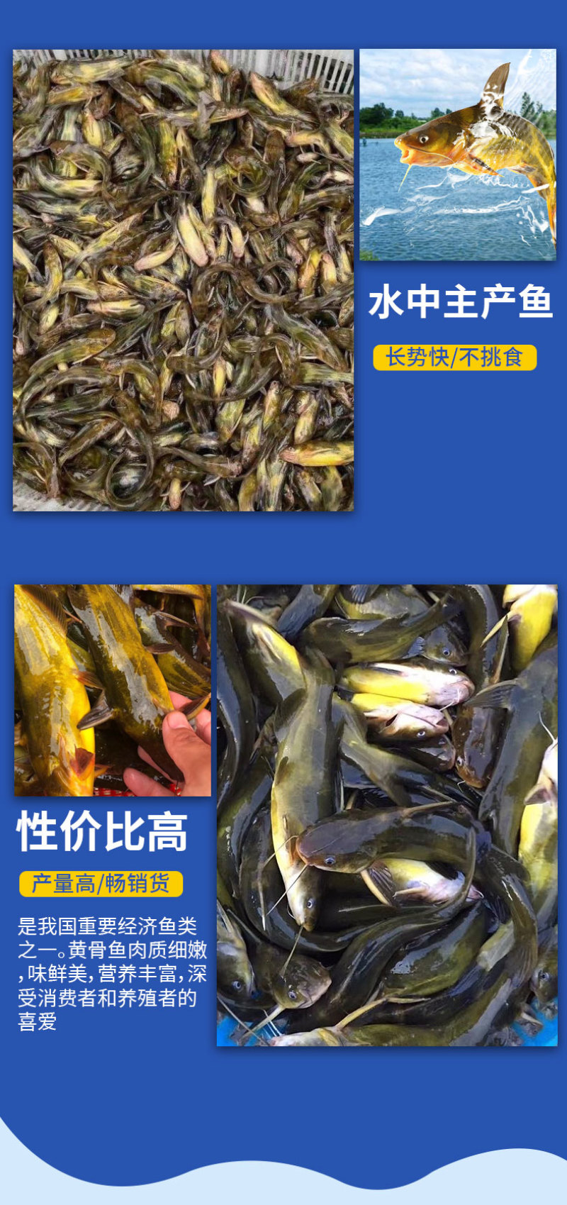 黄骨鱼苗