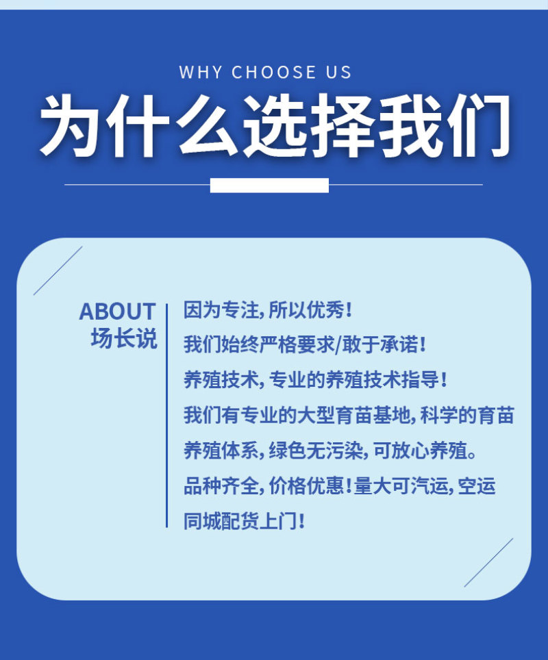 黄骨鱼苗