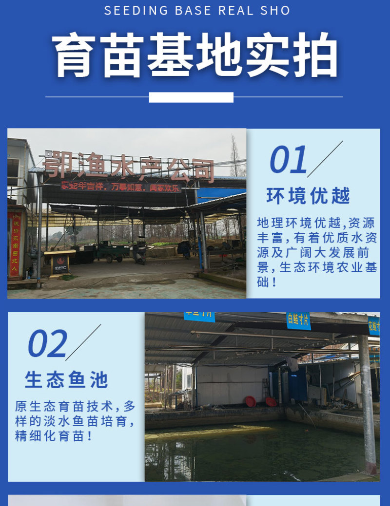 黄骨鱼苗