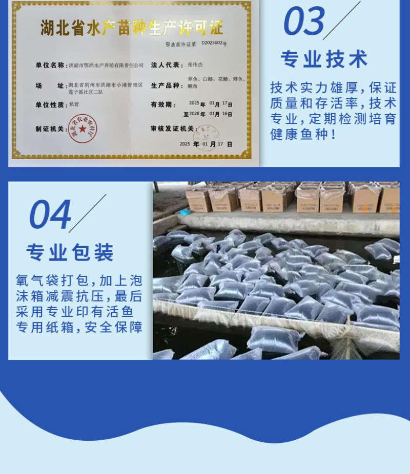 黄骨鱼苗