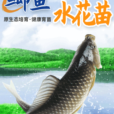 湖北洪湖鲫鱼水花鱼苗产地直供提供技术支持