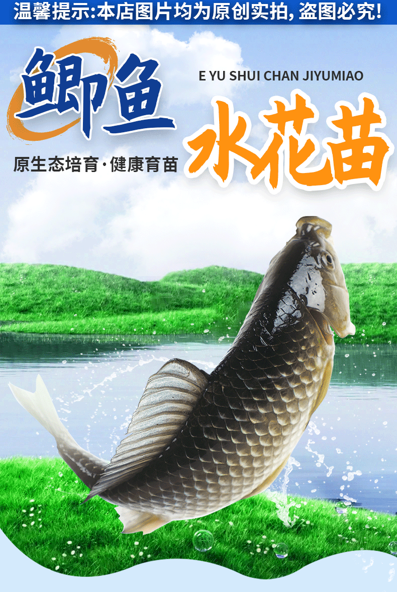 湖北洪湖鲫鱼水花鱼苗产地直供提供技术支持