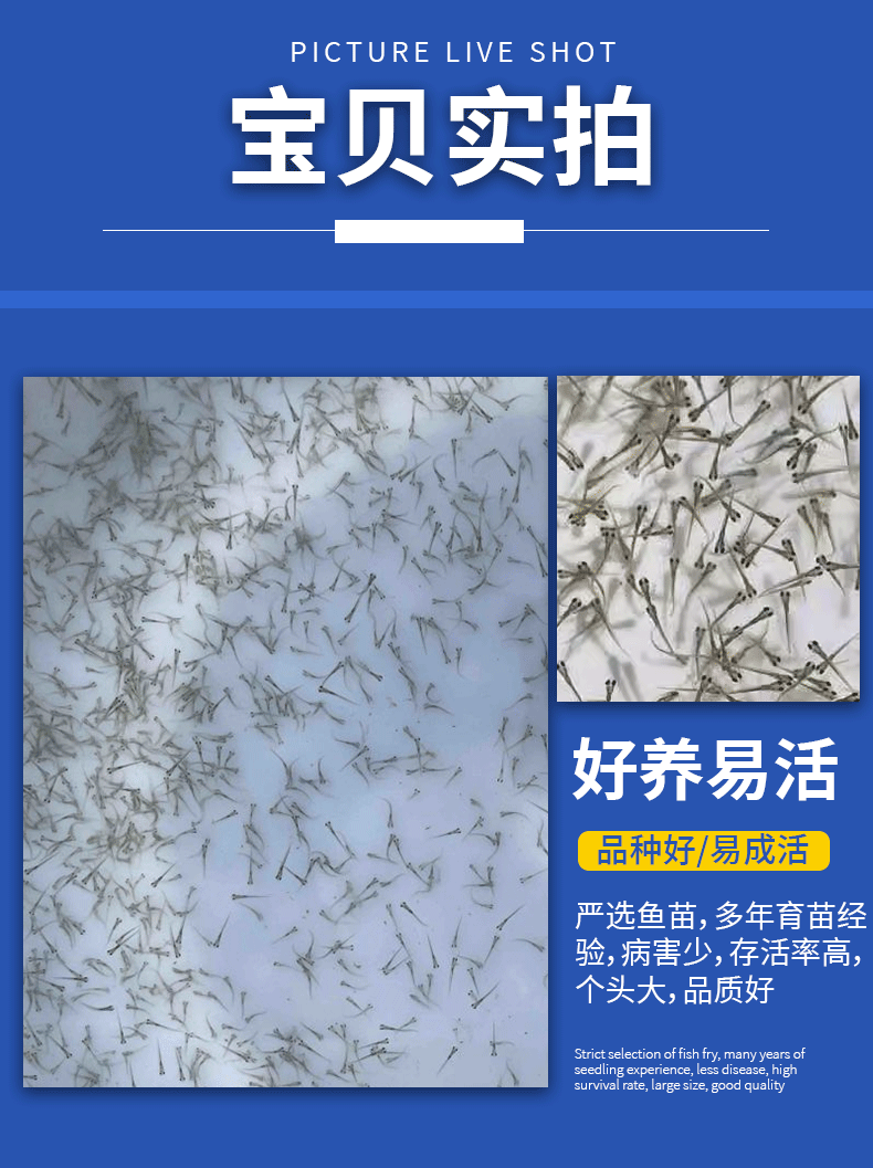 湖北洪湖鲫鱼水花鱼苗产地直供提供技术支持