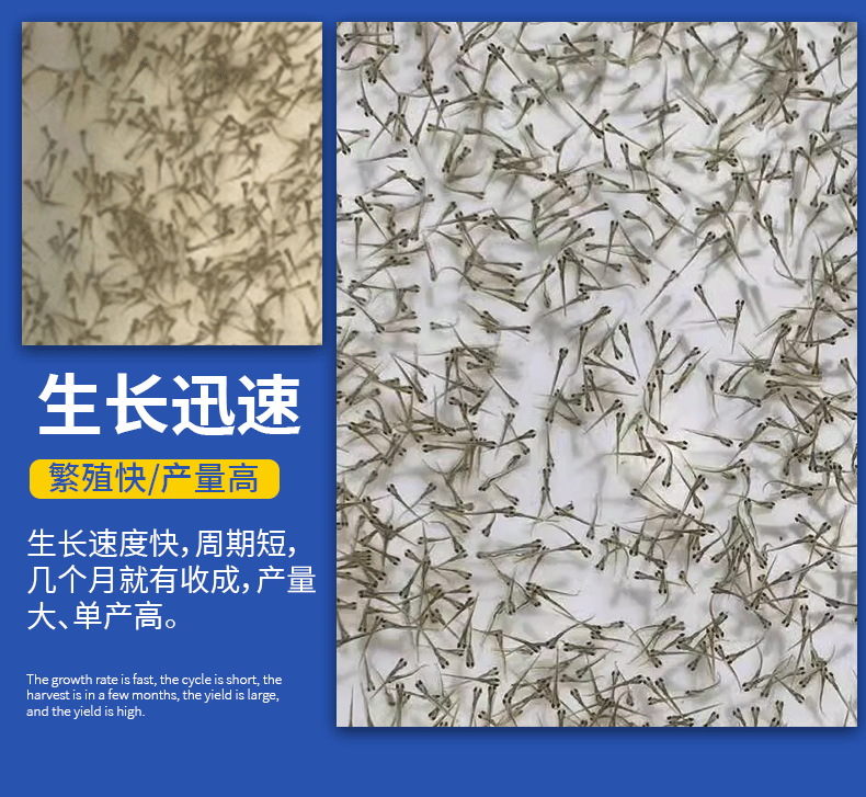 湖北洪湖鲫鱼水花鱼苗产地直供提供技术支持
