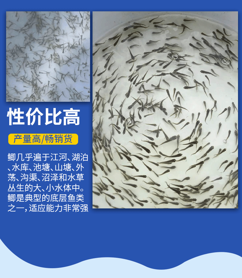 湖北洪湖鲫鱼水花鱼苗产地直供提供技术支持