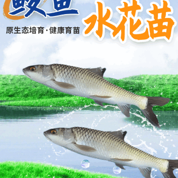 鲮鱼水花苗产地直供提供技术支持