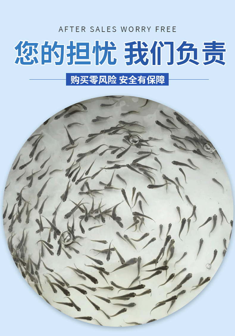 鲮鱼水花苗产地直供提供技术支持