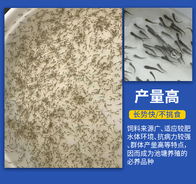 鲮鱼水花苗产地直供提供技术支持