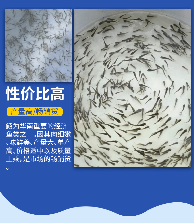 鲮鱼水花苗产地直供提供技术支持