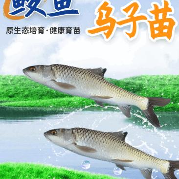 鲮鱼乌子各种规格产地直供