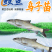 鲮鱼乌子各种规格产地直供