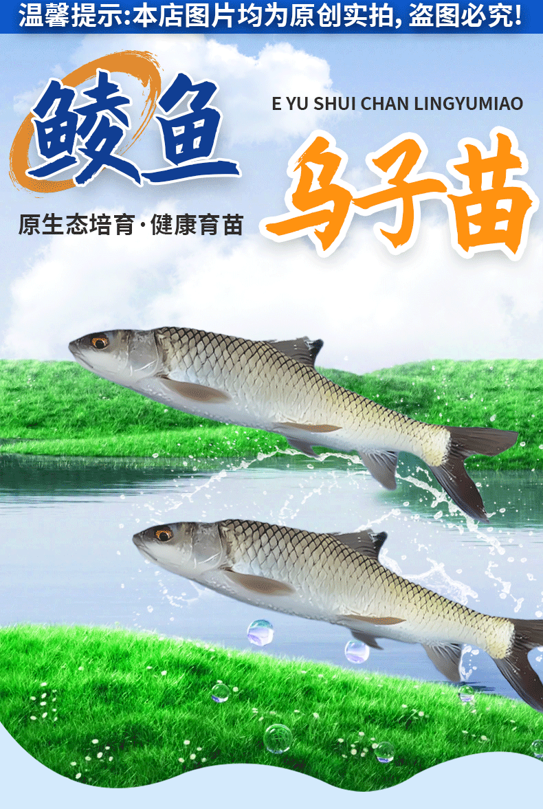 鲮鱼乌子各种规格产地直供