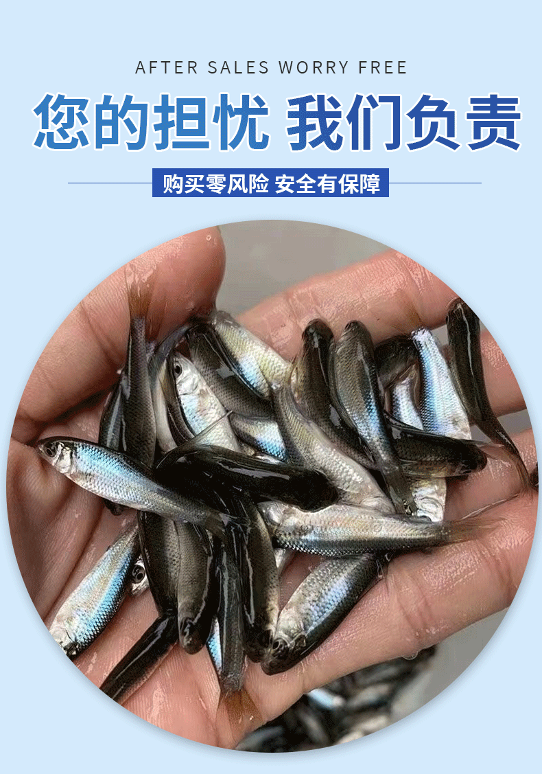 鲮鱼乌子各种规格产地直供