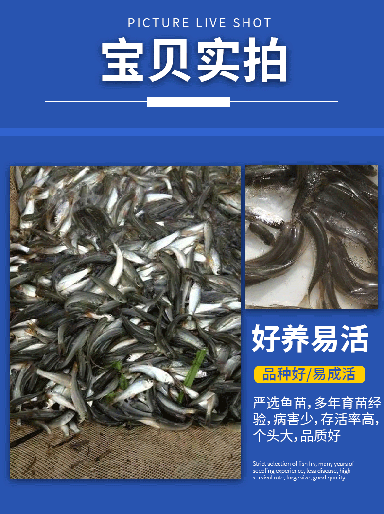 鲮鱼乌子各种规格产地直供